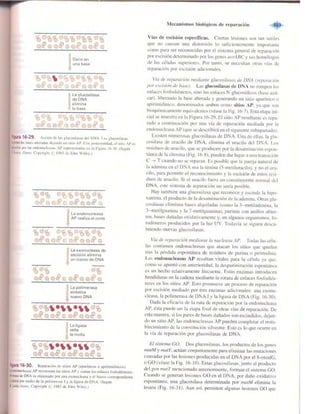 Griffiths anthony   genetica (7ed)