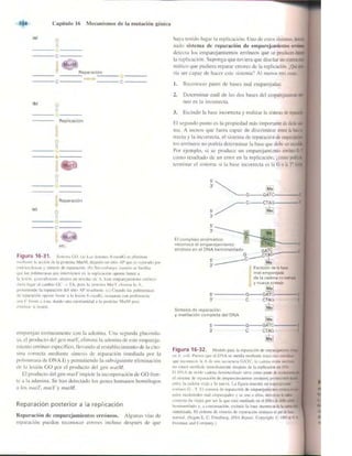 Griffiths anthony   genetica (7ed)