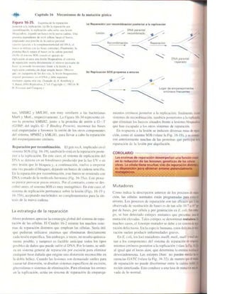 Griffiths anthony   genetica (7ed)