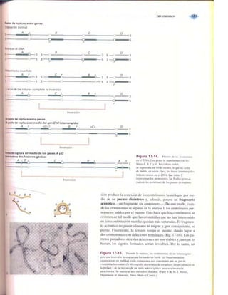 Griffiths anthony   genetica (7ed)