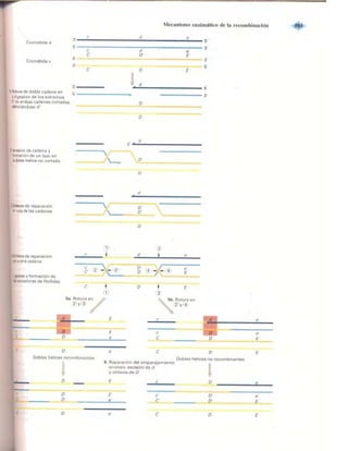 Griffiths anthony   genetica (7ed)