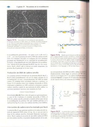 Griffiths anthony   genetica (7ed)