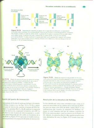Griffiths anthony   genetica (7ed)