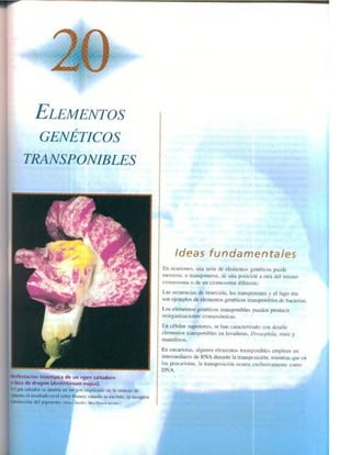 Griffiths anthony   genetica (7ed)