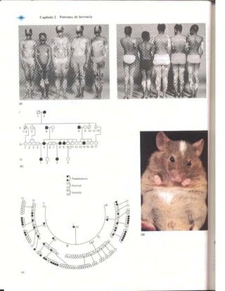 Griffiths anthony   genetica (7ed)