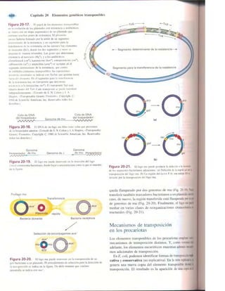 Griffiths anthony   genetica (7ed)