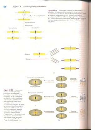 Griffiths anthony   genetica (7ed)