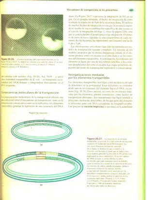 Griffiths anthony   genetica (7ed)