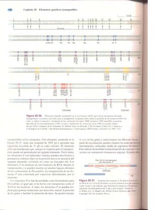 Griffiths anthony   genetica (7ed)