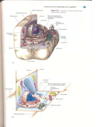 Griffiths anthony   genetica (7ed)