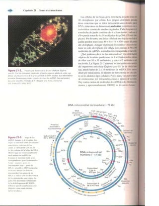 Griffiths anthony   genetica (7ed)