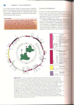 Griffiths anthony   genetica (7ed)