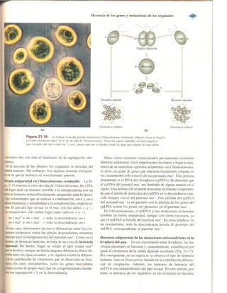 Griffiths anthony   genetica (7ed)