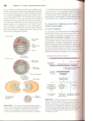 Griffiths anthony   genetica (7ed)