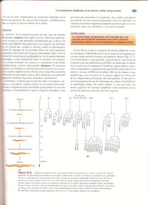 Griffiths anthony   genetica (7ed)