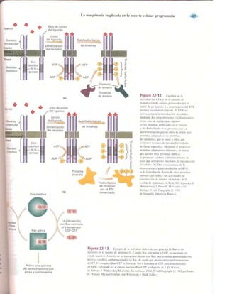 Griffiths anthony   genetica (7ed)