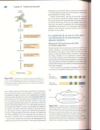 Griffiths anthony   genetica (7ed)