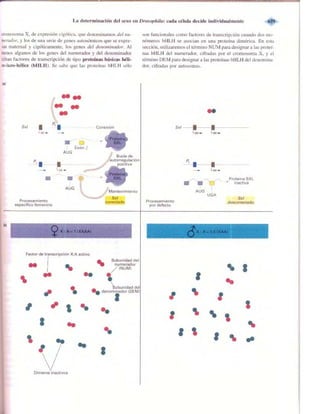 Griffiths anthony   genetica (7ed)