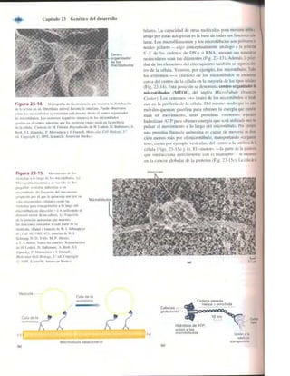 Griffiths anthony   genetica (7ed)