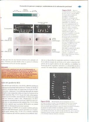 Griffiths anthony   genetica (7ed)