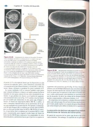 Griffiths anthony   genetica (7ed)