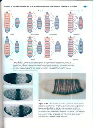 Griffiths anthony   genetica (7ed)