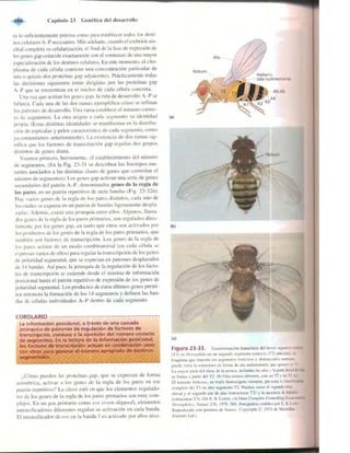 Griffiths anthony   genetica (7ed)