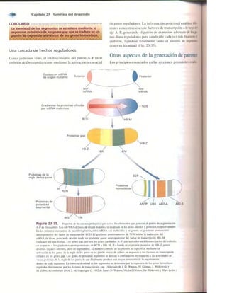 Griffiths anthony   genetica (7ed)