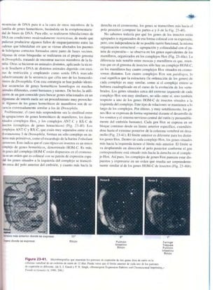 Griffiths anthony   genetica (7ed)