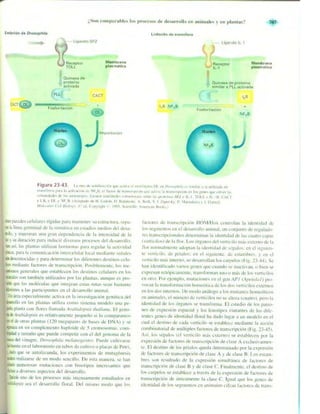 Griffiths anthony   genetica (7ed)