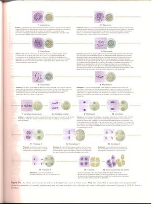Griffiths anthony   genetica (7ed)
