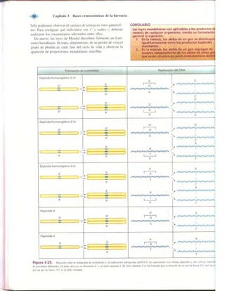 Griffiths anthony   genetica (7ed)