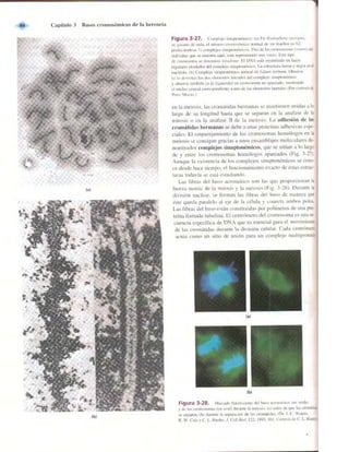 Griffiths anthony   genetica (7ed)