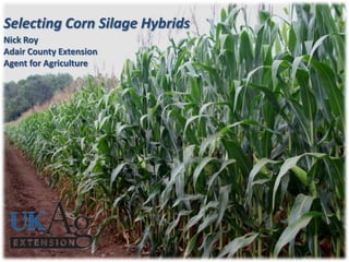 Selecting Corn Silage Hybrids
Nick Roy
Adair County Extension
Agent for Agriculture
 