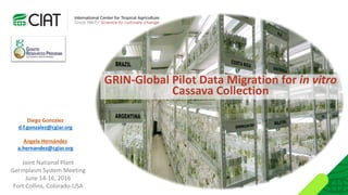 Diego Gonzalez
d.f.gonzalez@cgiar.org
Angela Hernández
a.hernandez@cgiar.org
GRIN-Global Pilot Data Migration for in vitro
Cassava Collection
Joint National Plant
Germplasm System Meeting
June 14-16, 2016
Fort Collins, Colorado-USA
 