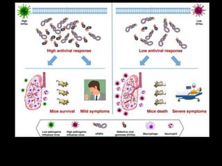 Низкий уровень ДВ РНК
ослабляет антивирусный ответ
 