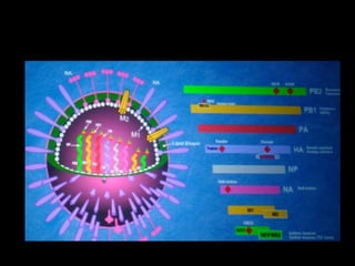 Структура вируса гриппа
 