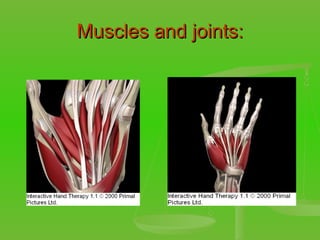 Muscles and joints: 