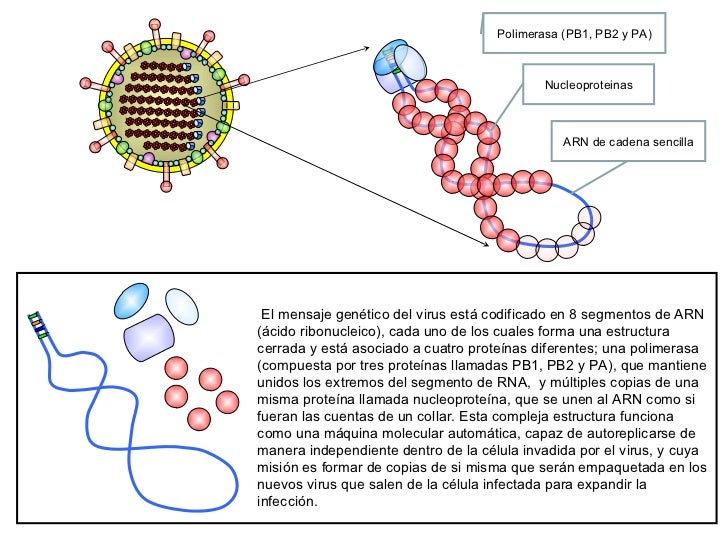 Estructura del virus de la gripe