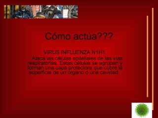 Cómo actúa??? VIRUS INFLUENZA N1H1. Ataca las células epiteliales de las vías respiratorias. Estas células se agrupan y forman una capa protectora que cubre la superficie de un órgano o una cavidad.  