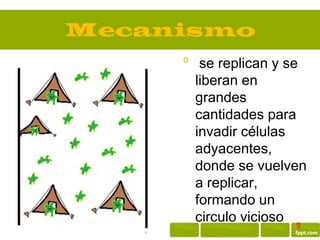 Mecanismo
     º se replican y se
       liberan en
       grandes
       cantidades para
       invadir células
       adyacentes,
       donde se vuelven
       a replicar,
       formando un
       circulo vicioso 9
 