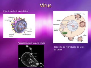 Estrutura do vírus da Gripe
Esquema da reprodução do vírus
da Gripe
Passagem do vírus pela célula
 