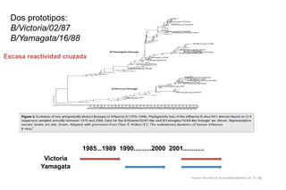 1985...1989 1990..........2000 2001............
Victoria
Yamagata
Dos prototipos:
B/Victoria/02/87
B/Yamagata/16/88
Escasa reactividad cruzada
 