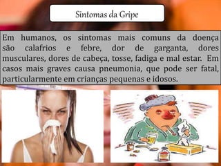 Sintomas da Gripe
Em humanos, os sintomas mais comuns da doença
são calafrios e febre, dor de garganta, dores
musculares, dores de cabeça, tosse, fadiga e mal estar. Em
casos mais graves causa pneumonia, que pode ser fatal,
particularmente em crianças pequenas e idosos.
 