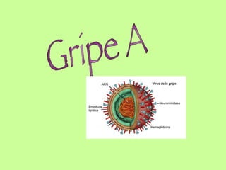 Gripe A 