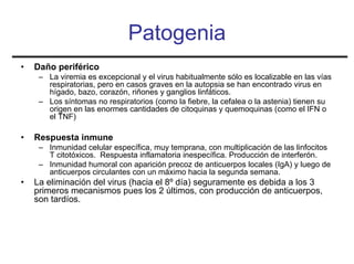 Patogenia
•   Daño periférico
     – La viremia es excepcional y el virus habitualmente sólo es localizable en las vías
       respiratorias, pero en casos graves en la autopsia se han encontrado virus en
       hígado, bazo, corazón, riñones y ganglios linfáticos.
     – Los síntomas no respiratorios (como la fiebre, la cefalea o la astenia) tienen su
       origen en las enormes cantidades de citoquinas y quemoquinas (como el IFN o
       el TNF)

•   Respuesta inmune
     – Inmunidad celular específica, muy temprana, con multiplicación de las linfocitos
       T citotóxicos. Respuesta inflamatoria inespecífica. Producción de interferón.
     – Inmunidad humoral con aparición precoz de anticuerpos locales (IgA) y luego de
       anticuerpos circulantes con un máximo hacia la segunda semana.
•   La eliminación del virus (hacia el 8º día) seguramente es debida a los 3
    primeros mecanismos pues los 2 últimos, con producción de anticuerpos,
    son tardíos.
 