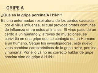 GRIPE A
¿Qué es la gripe porcina/A H1N1?
Es una enfermedad respiratoria de los cerdos causada
por el virus influenza, el cual provoca brotes comunes
de influenza entre estos animales. El virus paso de un
cerdo a un humano y, atreves de mutaciones, se
convirtió en una gripe que se contagia de un Humano
a un humano. Según los investigadores, este nuevo
virus combina características de la gripe aviar, porcina
y humana. Por ello ya no es correcto hablar de gripe
porcina sino de gripe A H1N1
 