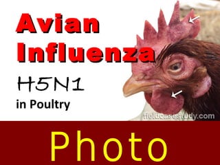 AvianAvian
InfluenzaInfluenza
H5N1
in Poultry
Photo
gripe aviaria, sitomas de gripe, doencas de galinhas
 