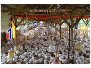 Gripe Aviaria, sitomas de gripe, Avian Flu H5N1,  doencas de galinhas