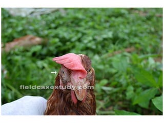 gripe aviaria, sitomas de gripe, doencas de galinhas h5n1
 